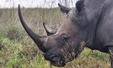 Nairobi National Park
