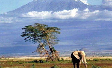 Best Time for a Kenya Safari