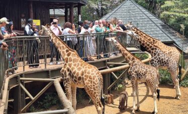 giraffe center