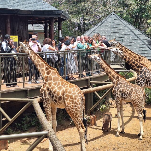 giraffe center