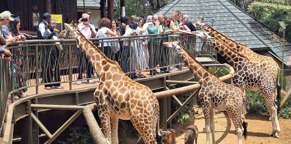 giraffe center