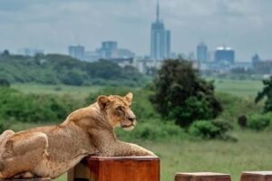 Nairobi-National-Park