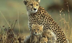 Discover the top-rated Kenya safari packages from Nairobi. Explore Masai Mara, Amboseli, Lake Nakuru, Tsavo, Samburu, and more with affordable, luxury, and private safari tours.