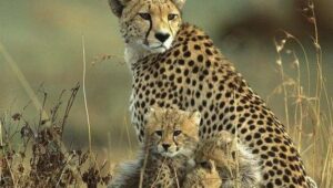 Discover the top-rated Kenya safari packages from Nairobi. Explore Masai Mara, Amboseli, Lake Nakuru, Tsavo, Samburu, and more with affordable, luxury, and private safari tours.