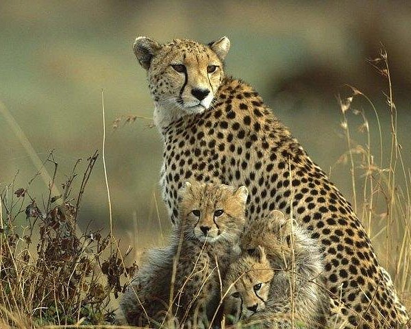 Discover the top-rated Kenya safari packages from Nairobi. Explore Masai Mara, Amboseli, Lake Nakuru, Tsavo, Samburu, and more with affordable, luxury, and private safari tours.
