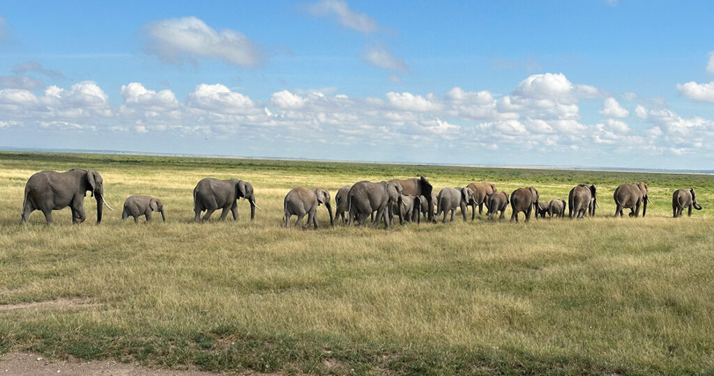 Kenya Safari Packages from Nairobi
