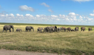 Kenya Safari Packages from Nairobi