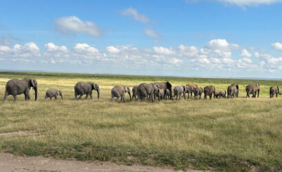 Kenya Safari Packages from Nairobi