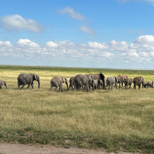 Kenya Safari Packages from Nairobi