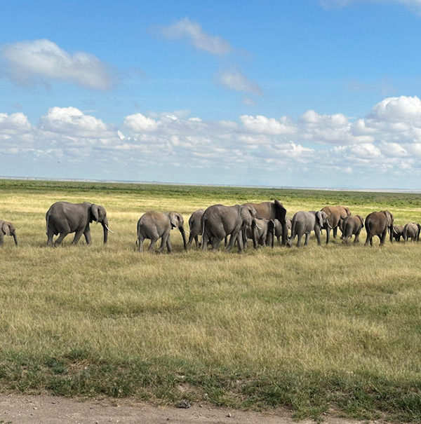Kenya Safari Packages from Nairobi