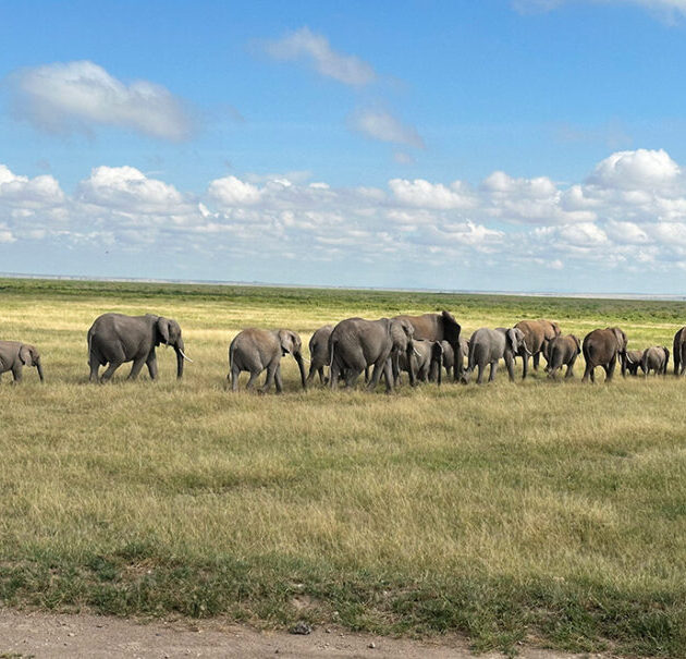 Kenya Safari Packages from Nairobi