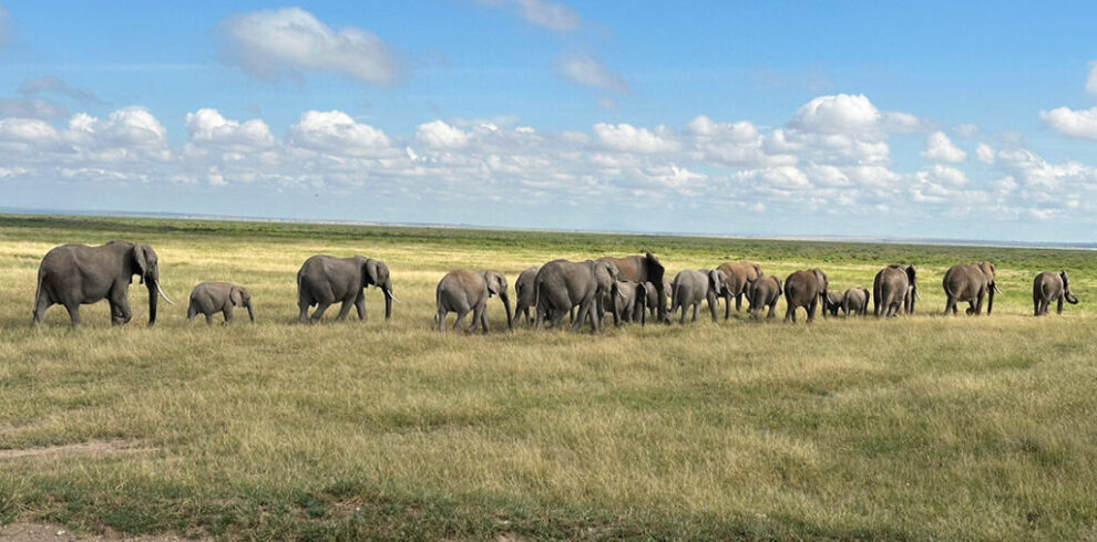Kenya Safari Packages from Nairobi