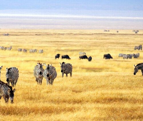Enjoy a 3-day Meru National Park safari from Nairobi with game drives, wildlife viewing, scenic landscapes and comfortable accommodation in Kenya’s beautiful wilderness
