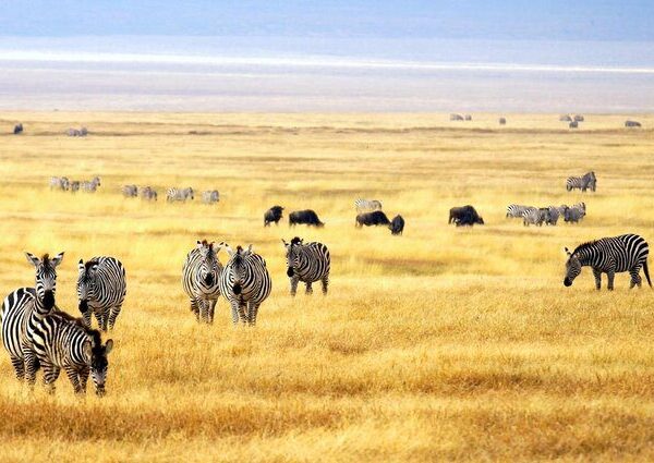 Enjoy a 3-day Meru National Park safari from Nairobi with game drives, wildlife viewing, scenic landscapes and comfortable accommodation in Kenya’s beautiful wilderness