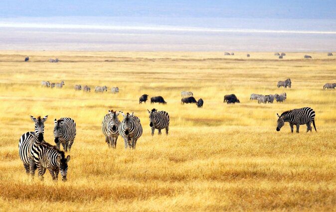 Enjoy a 3-day Meru National Park safari from Nairobi with game drives, wildlife viewing, scenic landscapes and comfortable accommodation in Kenya’s beautiful wilderness